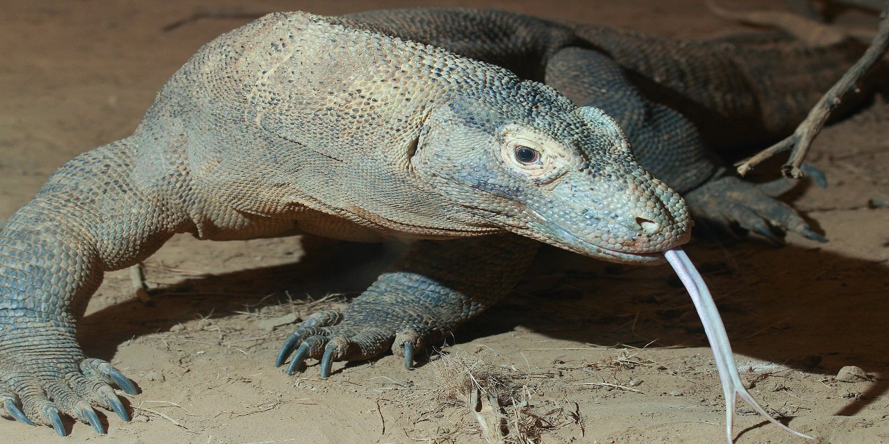 komodo-ejderi.jpg