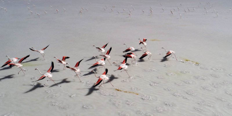 flamingo.jpg