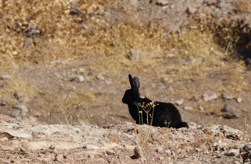 Akdamar Adası'nda 'tavşan' zararı