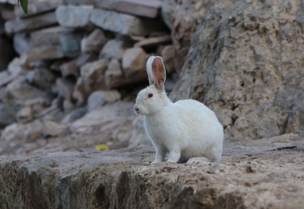 Akdamar Adası'nda 'tavşan' zararı