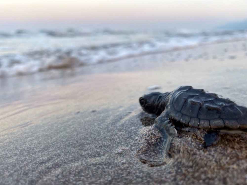 Patara'da 17 bin yavru caretta caretta denizle buluştu