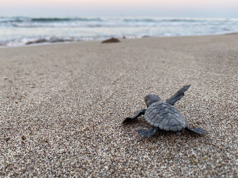 Patara'da 17 bin yavru caretta caretta denizle buluştu