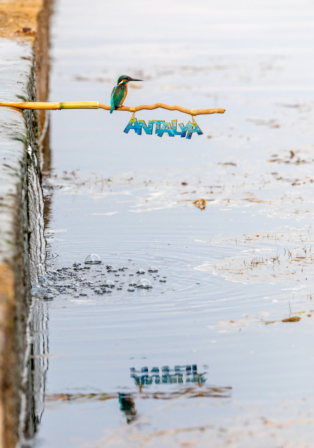 Bu fotoğrafı çekmek için tam 7 ay bekledi