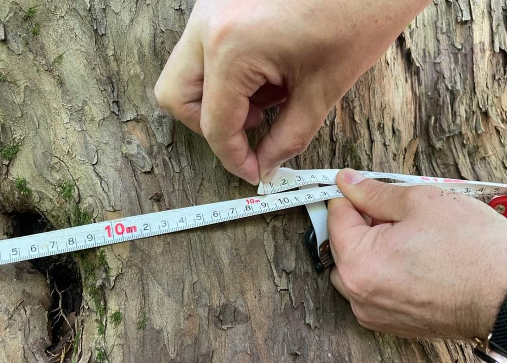 Tam 1400 yıllık! Artvin'de asırlara meydan okuyan ağaç tescillenecek