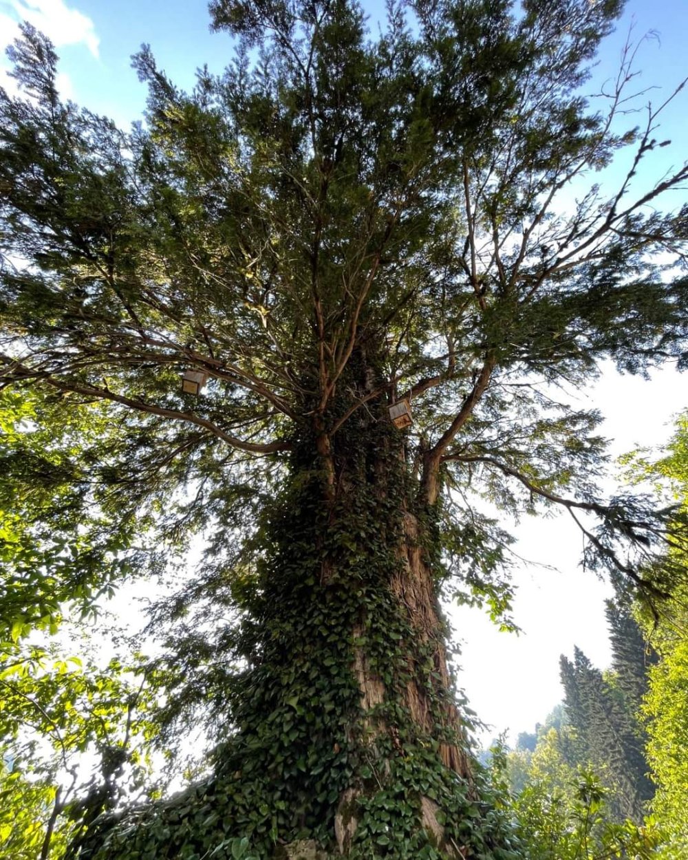 Tam 1400 yıllık! Artvin'de asırlara meydan okuyan ağaç tescillenecek