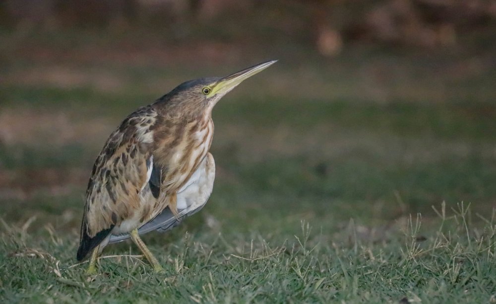Türkiye'de yaşadığı bile bilinmiyordu! İlk kez görüldü ve kayda alındı