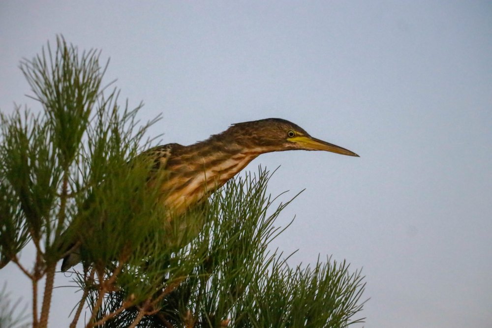 Türkiye'de yaşadığı bile bilinmiyordu! İlk kez görüldü ve kayda alındı