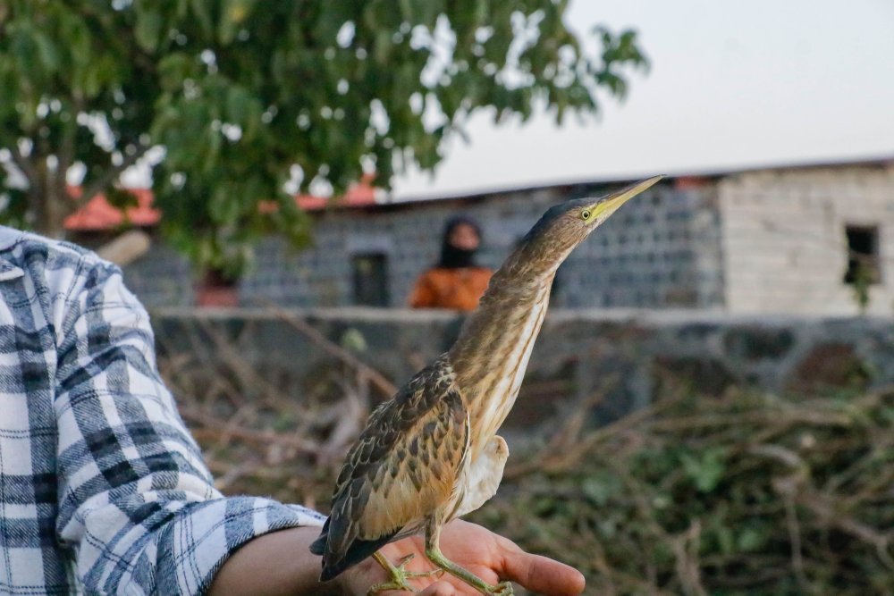 Türkiye'de yaşadığı bile bilinmiyordu! İlk kez görüldü ve kayda alındı