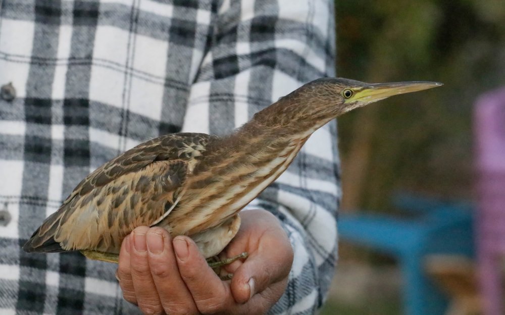 Türkiye'de yaşadığı bile bilinmiyordu! İlk kez görüldü ve kayda alındı