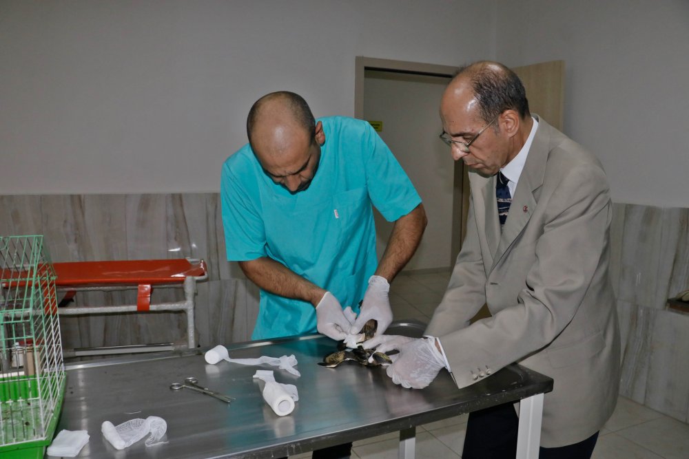 Türkiye'de yaşadığı bile bilinmiyordu! İlk kez görüldü ve kayda alındı