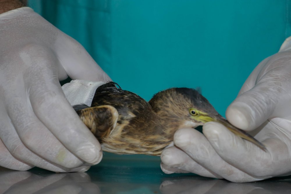 Türkiye'de yaşadığı bile bilinmiyordu! İlk kez görüldü ve kayda alındı