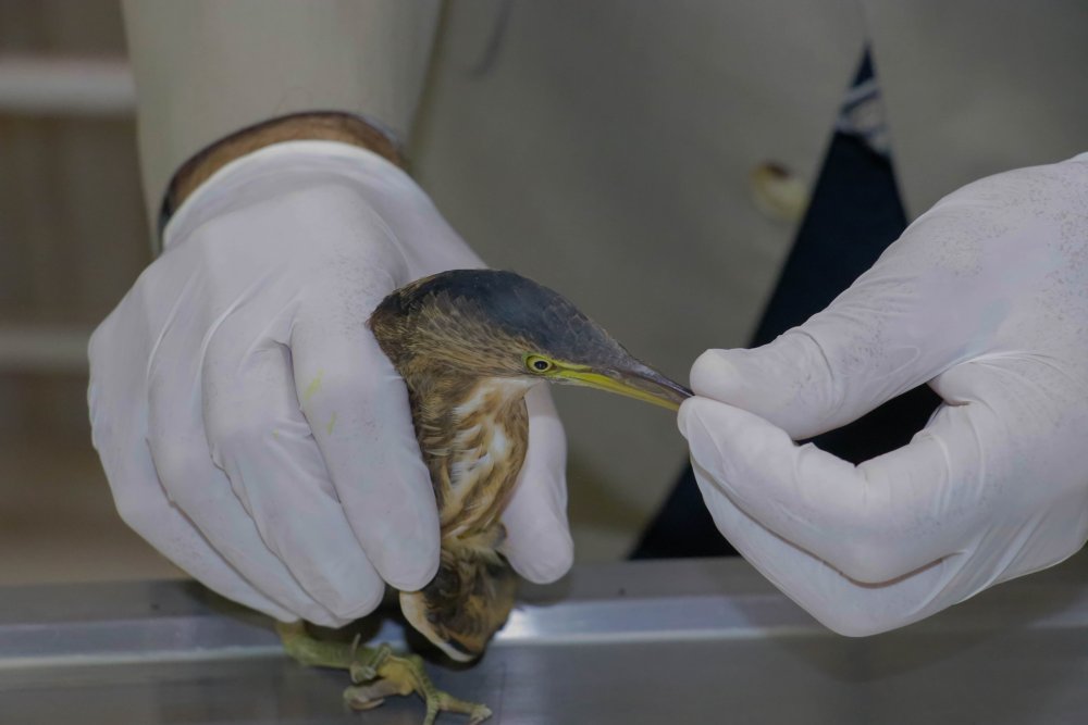 Türkiye'de yaşadığı bile bilinmiyordu! İlk kez görüldü ve kayda alındı