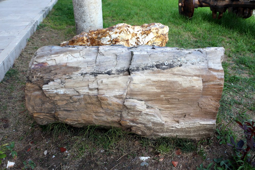 Tokat'ta 41.5 milyon yıl önce tropikal iklim olduğu ortaya çıktı! Fosiller literatüre ilk kayıt olarak girdi