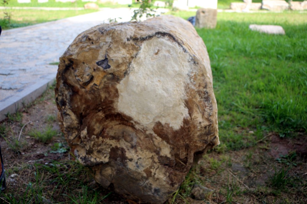 Tokat'ta 41.5 milyon yıl önce tropikal iklim olduğu ortaya çıktı! Fosiller literatüre ilk kayıt olarak girdi