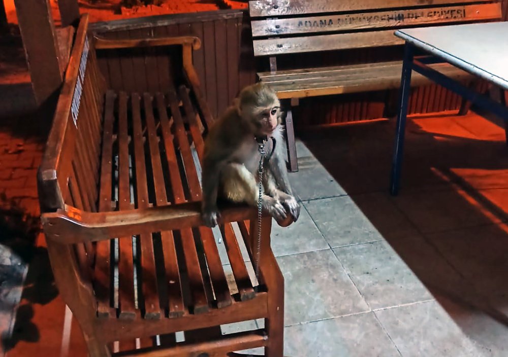 Polisi şaşırtan ihbar! Parkta maymun bulduk