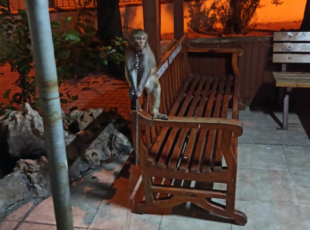 Polisi şaşırtan ihbar! Parkta maymun bulduk