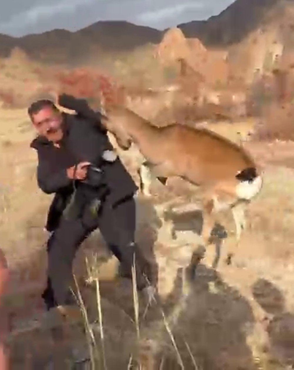 İyileştirilerek doğaya salınan dağ keçisi fotoğrafçının üzerine atladı! Son anda kurtuldu