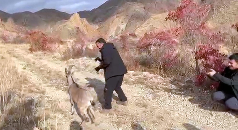 İyileştirilerek doğaya salınan dağ keçisi fotoğrafçının üzerine atladı! Son anda kurtuldu