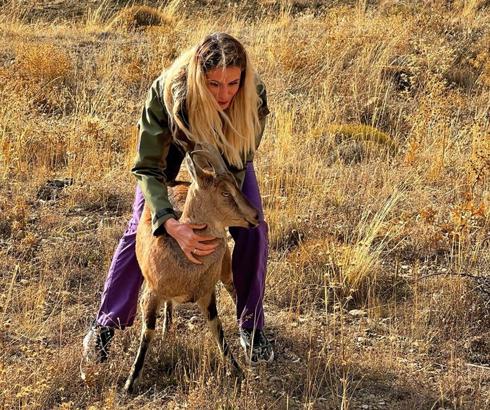 İyileştirilerek doğaya salınan dağ keçisi fotoğrafçının üzerine atladı! Son anda kurtuldu