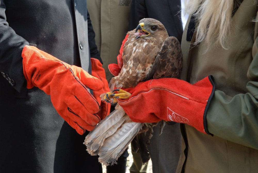 İyileştirilerek doğaya salınan dağ keçisi fotoğrafçının üzerine atladı! Son anda kurtuldu
