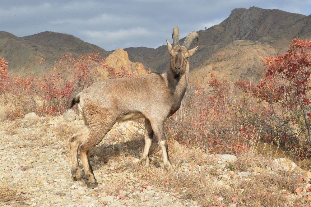 İyileştirilerek doğaya salınan dağ keçisi fotoğrafçının üzerine atladı! Son anda kurtuldu
