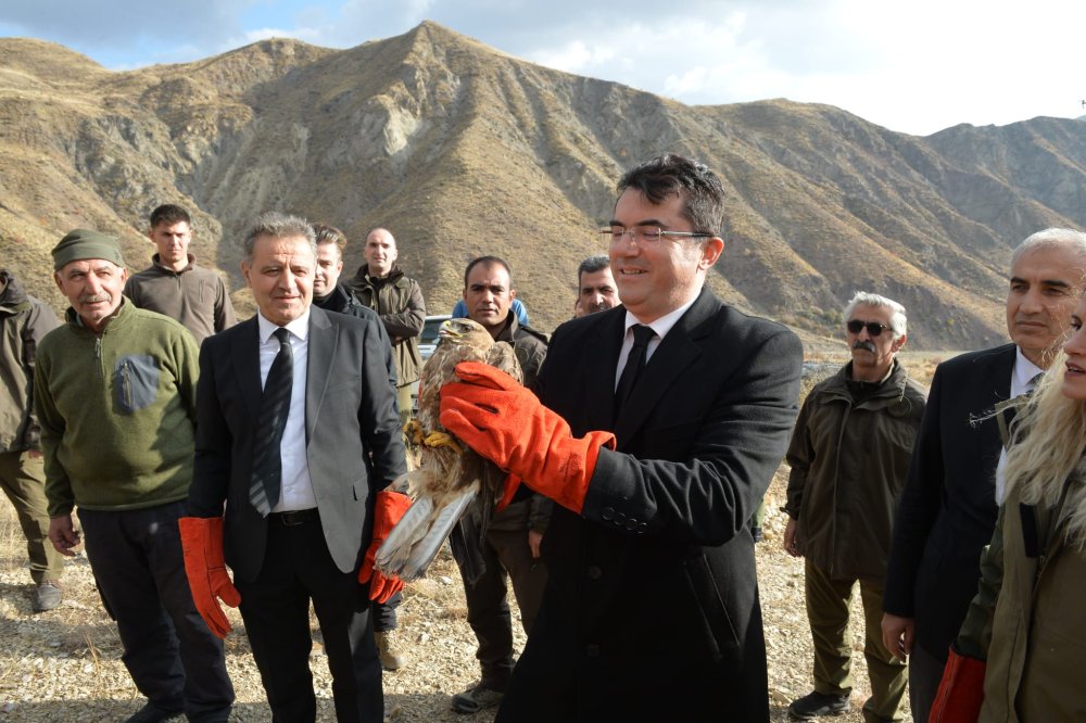 İyileştirilerek doğaya salınan dağ keçisi fotoğrafçının üzerine atladı! Son anda kurtuldu
