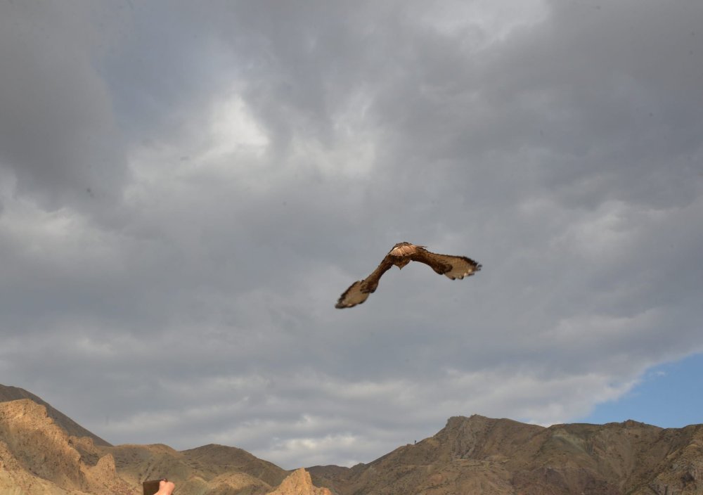 İyileştirilerek doğaya salınan dağ keçisi fotoğrafçının üzerine atladı! Son anda kurtuldu
