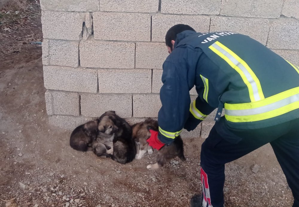 3 metre derinliğindeki kuyuya düşen 6 yavru köpeği itfaiye kurtardı