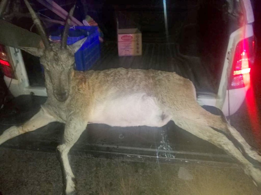 Kaçak avcılara ceza yağdı: 3 arkadaşa 256 bin TL