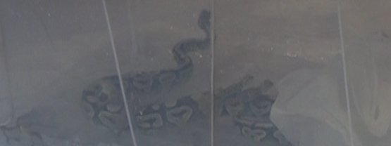 Aksaray'da bir evde kraliyet pitonu ve 10 sakallı ejder bulundu