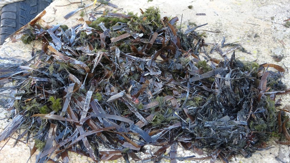 Denize açılmak isteyen balıkçılara 'ölü yosun' engeli