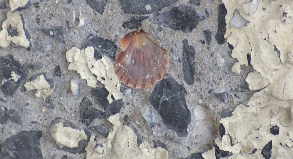 Betonunda midye kabukları ortaya çıkan köprü tedirgin etti