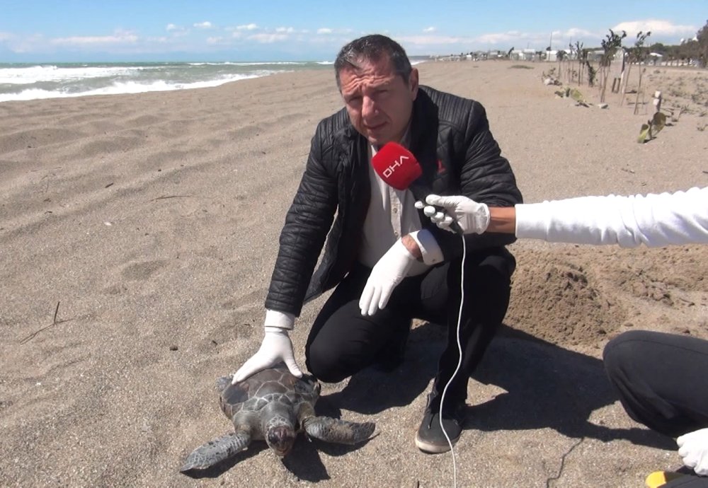 'Deniz kaplumbağaları balık ağları nedeniyle ölüyor'