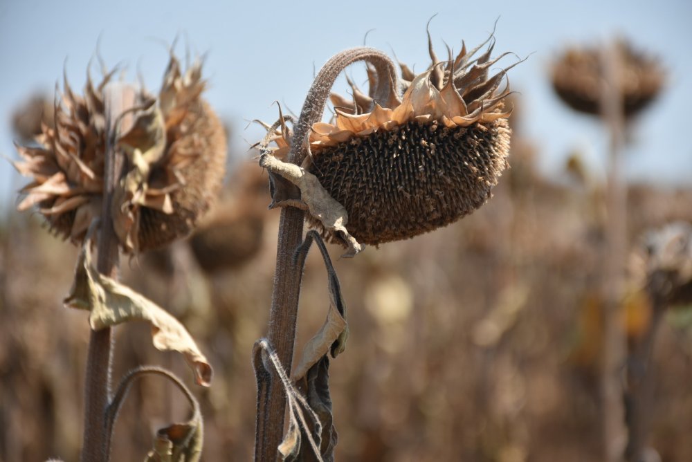 DMÖ 'iklimde kara tablo'yu açıkladı: Son 51 yılda 12 bin iklim felaketi, 2 milyondan fazla can kaybı