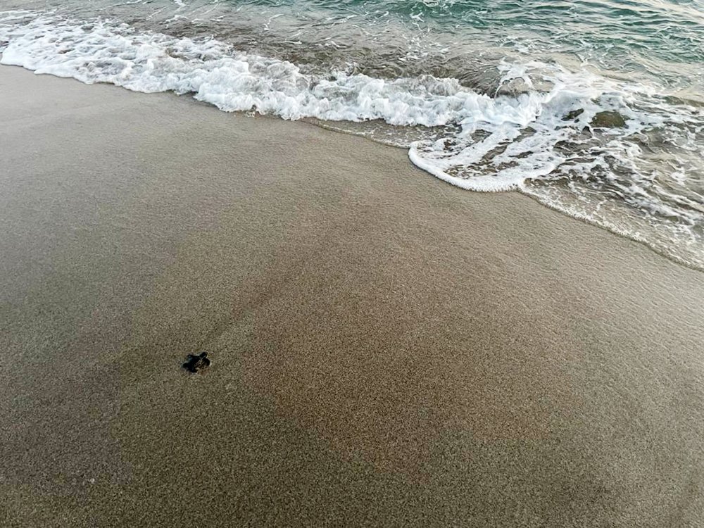 Patara'da yılın ilk yavru caretta carettaları denizle buluştu