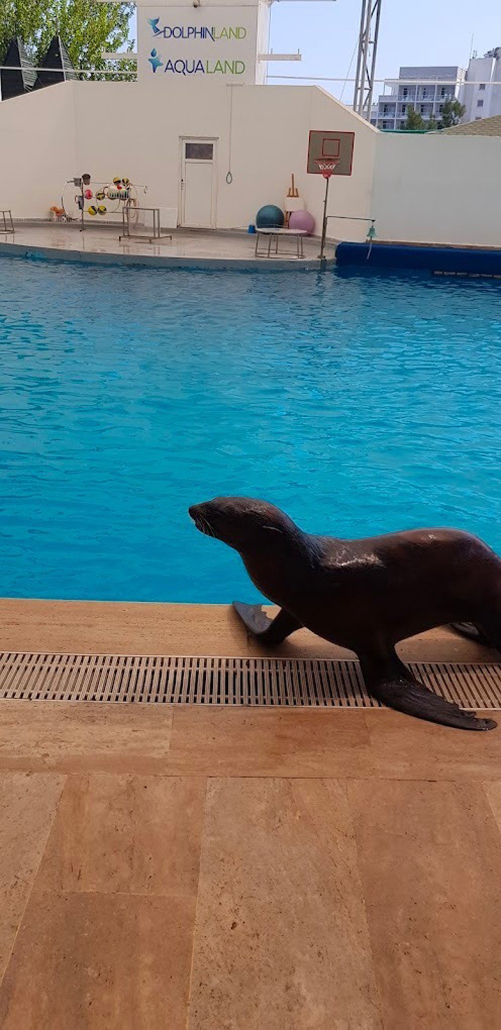 'Hayvan hapishanesi'nde bir yunus ve fok öldü: Yunus parkları derhal kapatılmalı