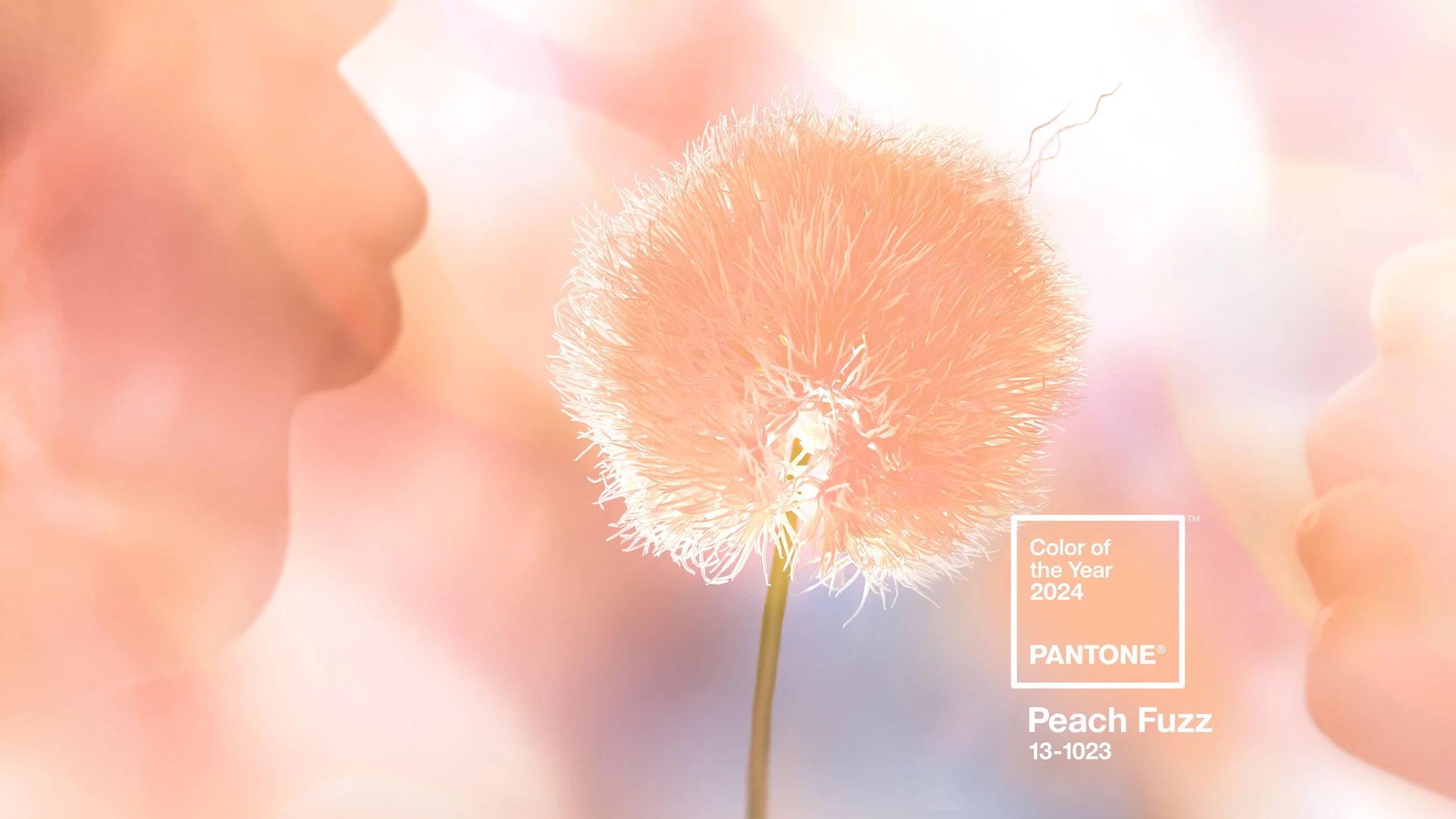 peach-fuzz-pantone-colour-of-the-year-2024-herojpg.webp