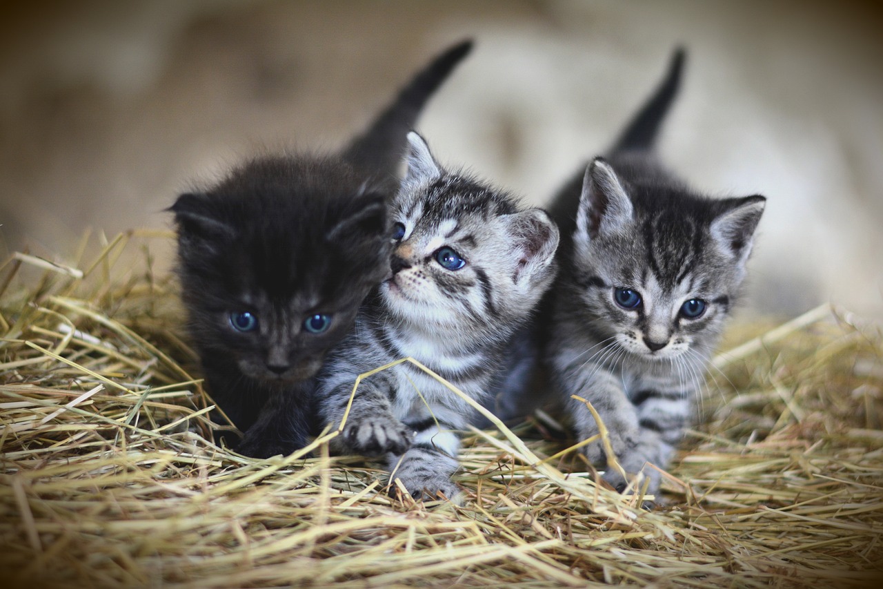 kittens-3535404-1280.jpg