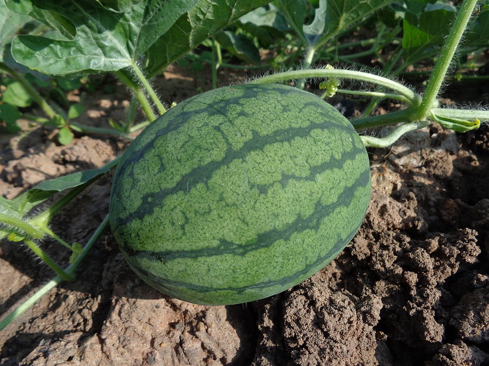 watermelon-551235-960-720.jpg