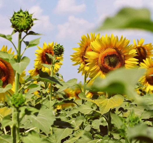 banner-sunflower-2-524px-min-001.webp