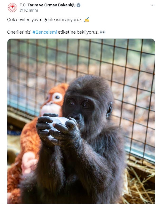 bakanlik-yavru-gorile-isim-ariyor-503635-148990-001.jpg