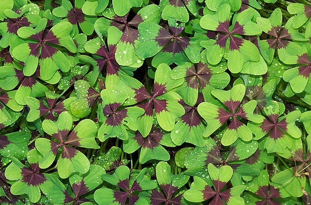 clover-2722470-640.jpg
