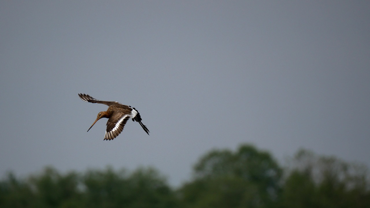 shore-snipe-5125709-1280.jpg
