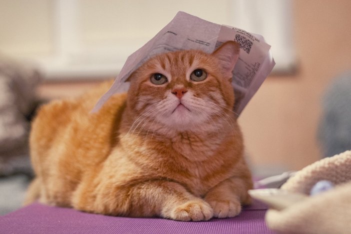 cat-4027636-1280.jpg