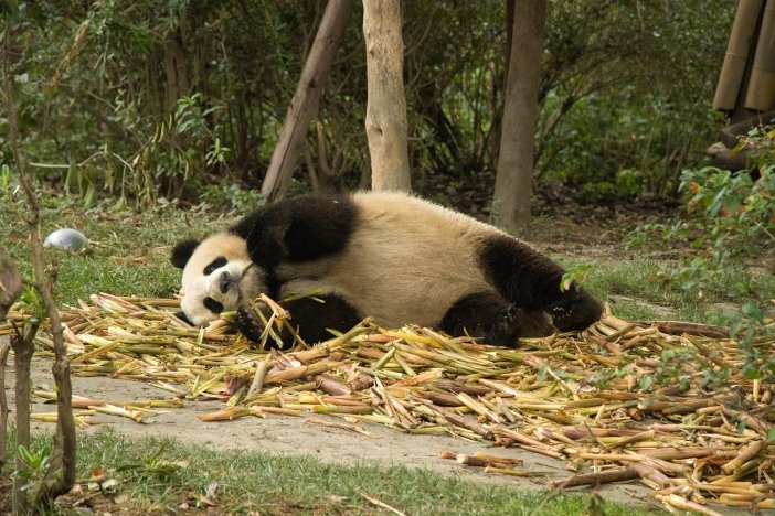 panda-6333067-1280.jpg