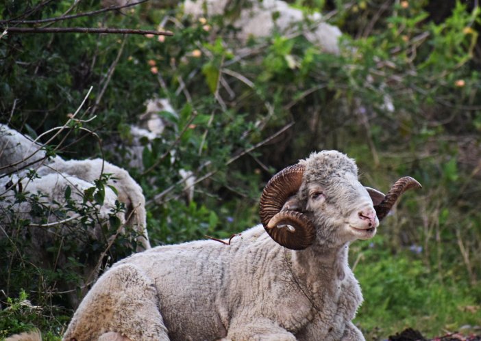 ram-5178223-1280.jpg