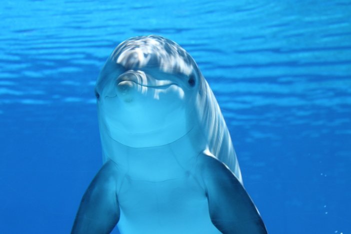 dolphin-203875-1280.jpg