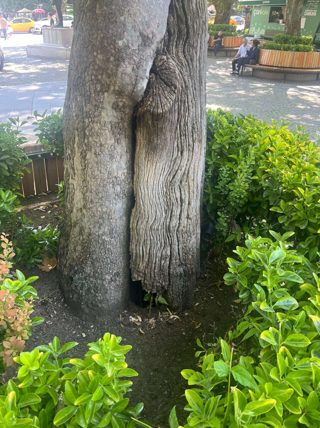 ss