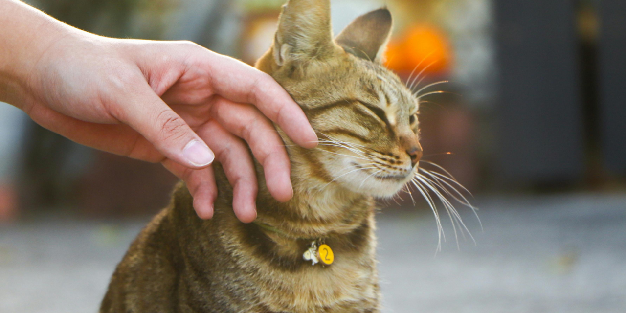 kedi