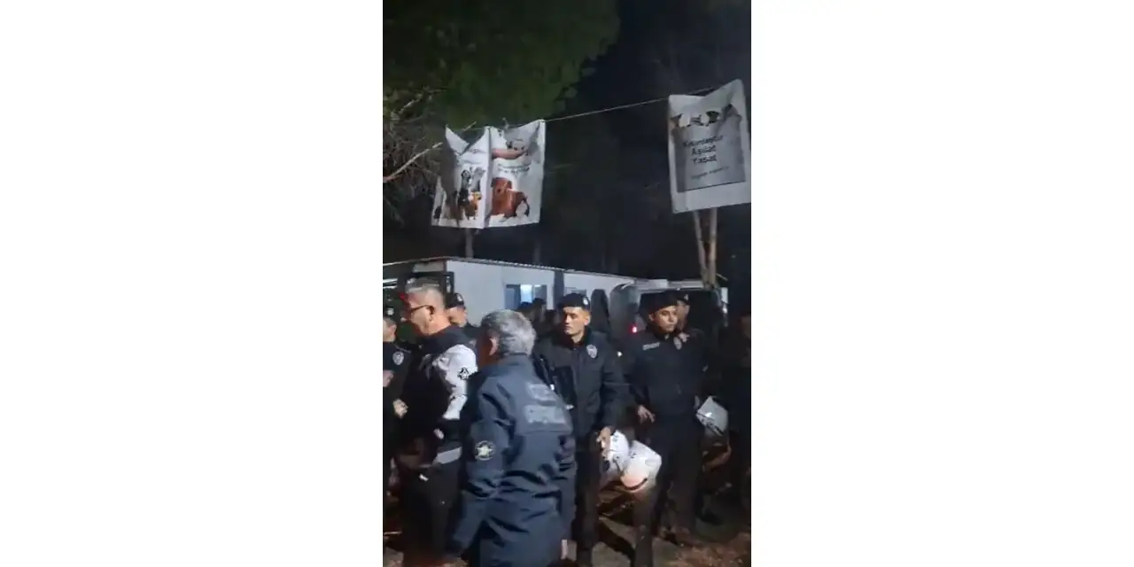 koopek